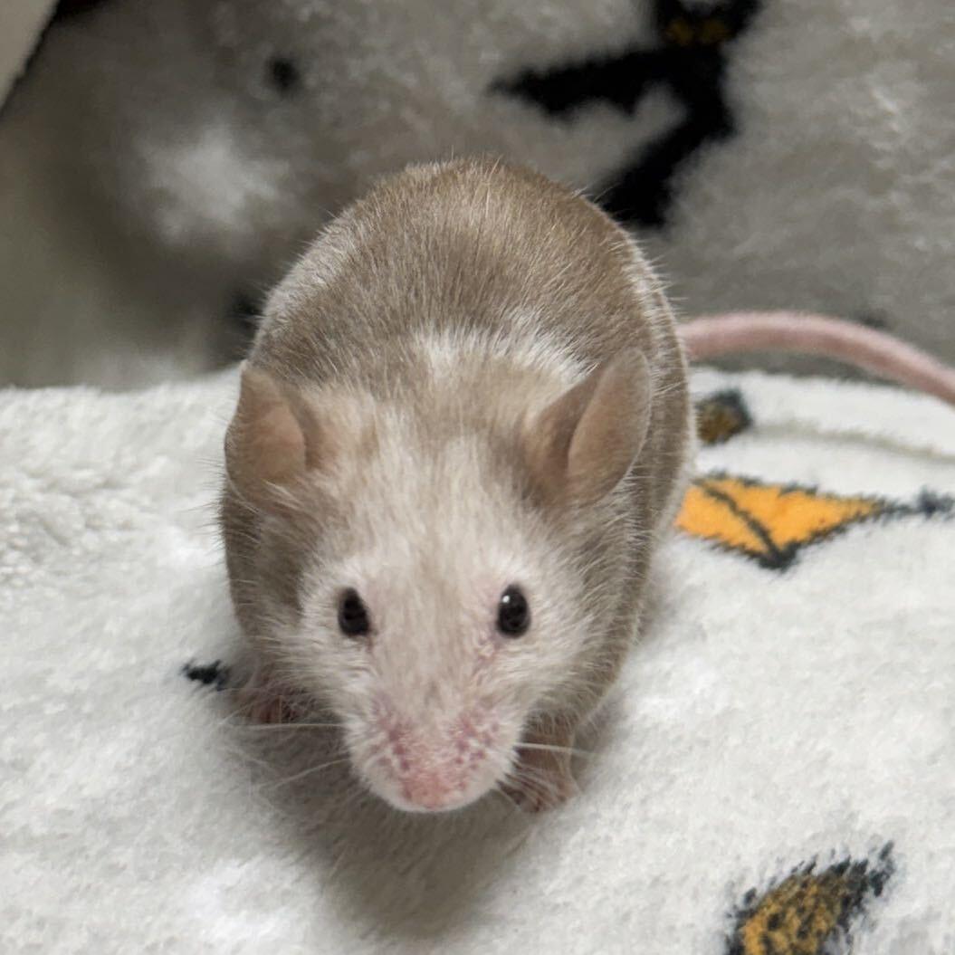 Kinsley, Adopted, Adult Female Mouse.