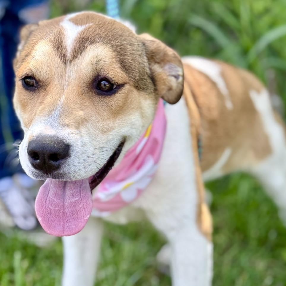 Enlarge Maxine, an adopted mixed breed in Effingham, IL image 1/5