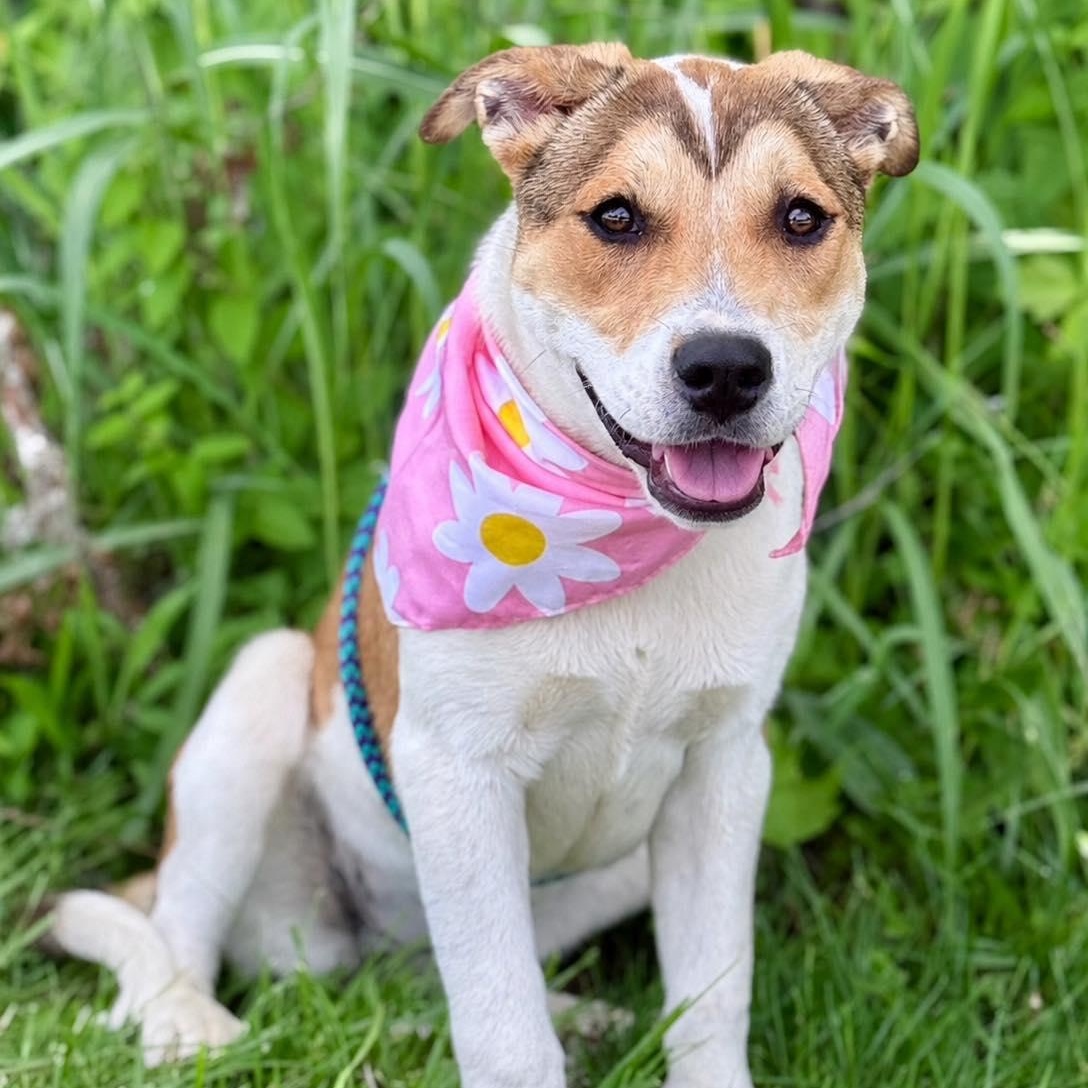 Enlarge Maxine, an adopted mixed breed in Effingham, IL image 2/5