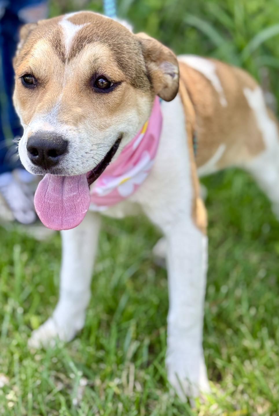 Enlarge Maxine, an adopted mixed breed in Effingham, IL image 5/5