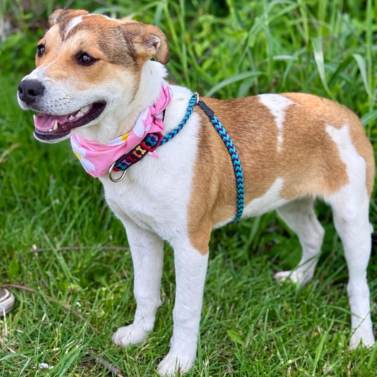 Enlarge Maxine, an adopted mixed breed in Effingham, IL image 4/5