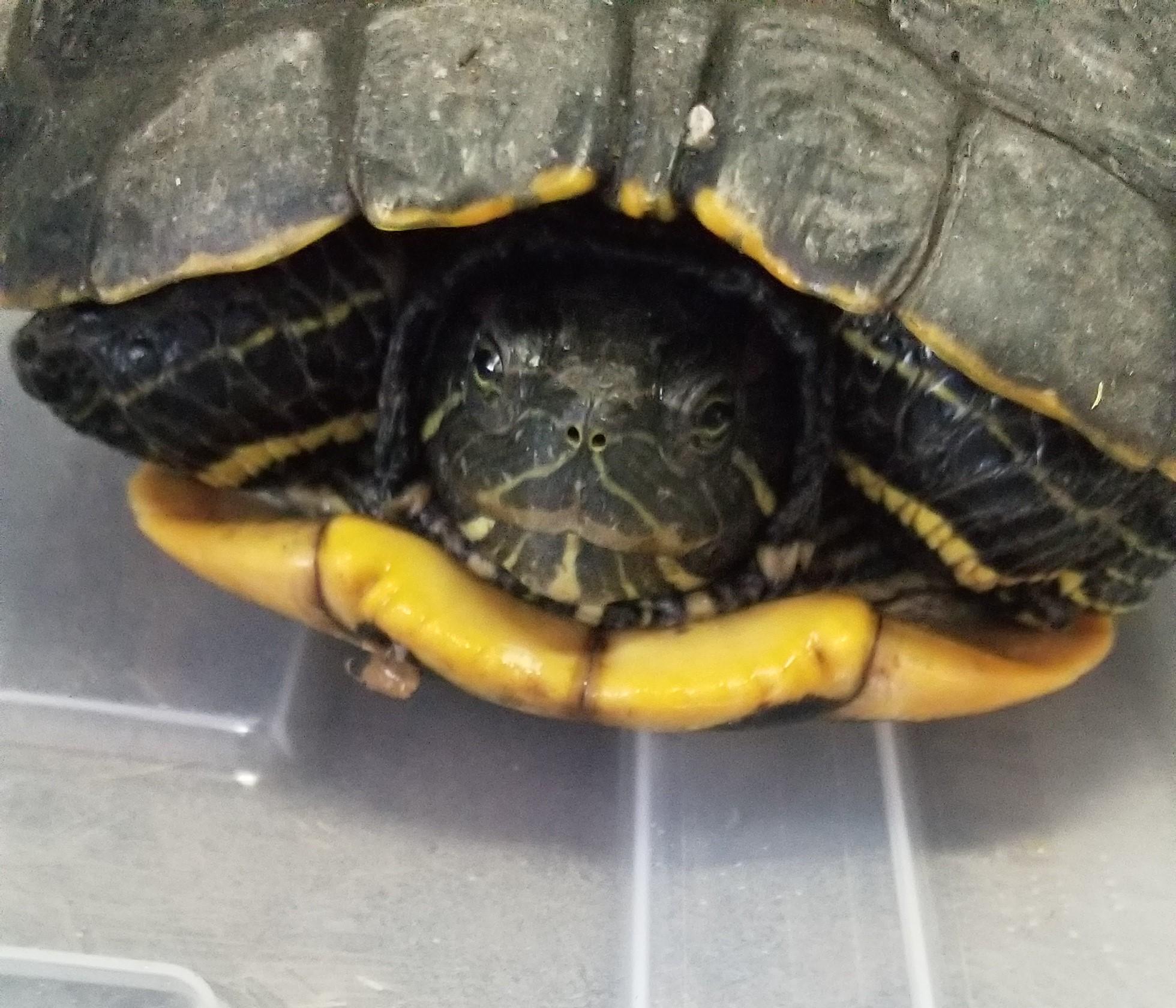Enlarge red eared slider 03-25, a Adoptable Red-Eared Slider in Modesto, CA image 1/1