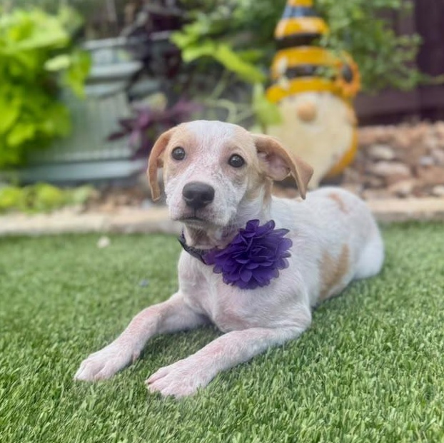 Enlarge Pearl, an adopted mixed breed in Southport, CT image 2/5