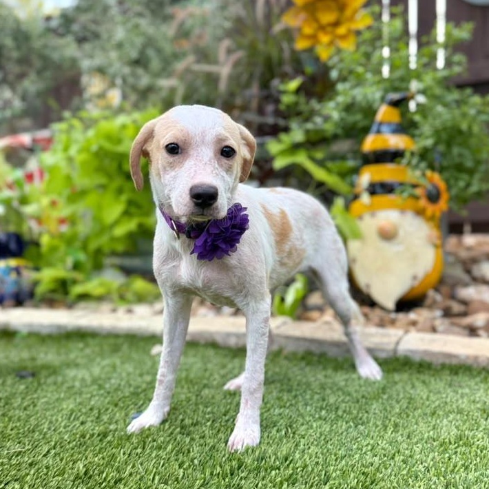 Enlarge Pearl, an adopted mixed breed in Southport, CT image 4/5