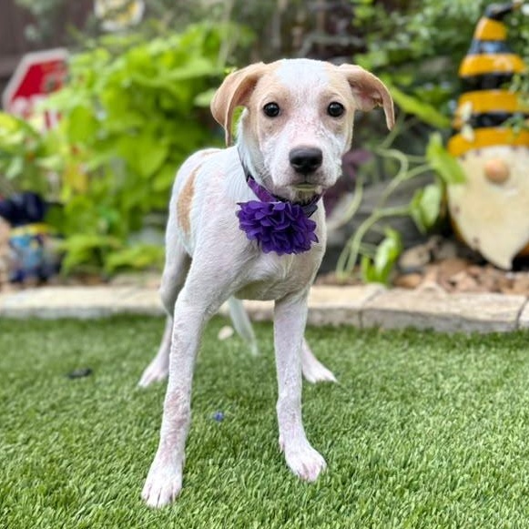Enlarge Pearl, an adopted mixed breed in Southport, CT image 5/5