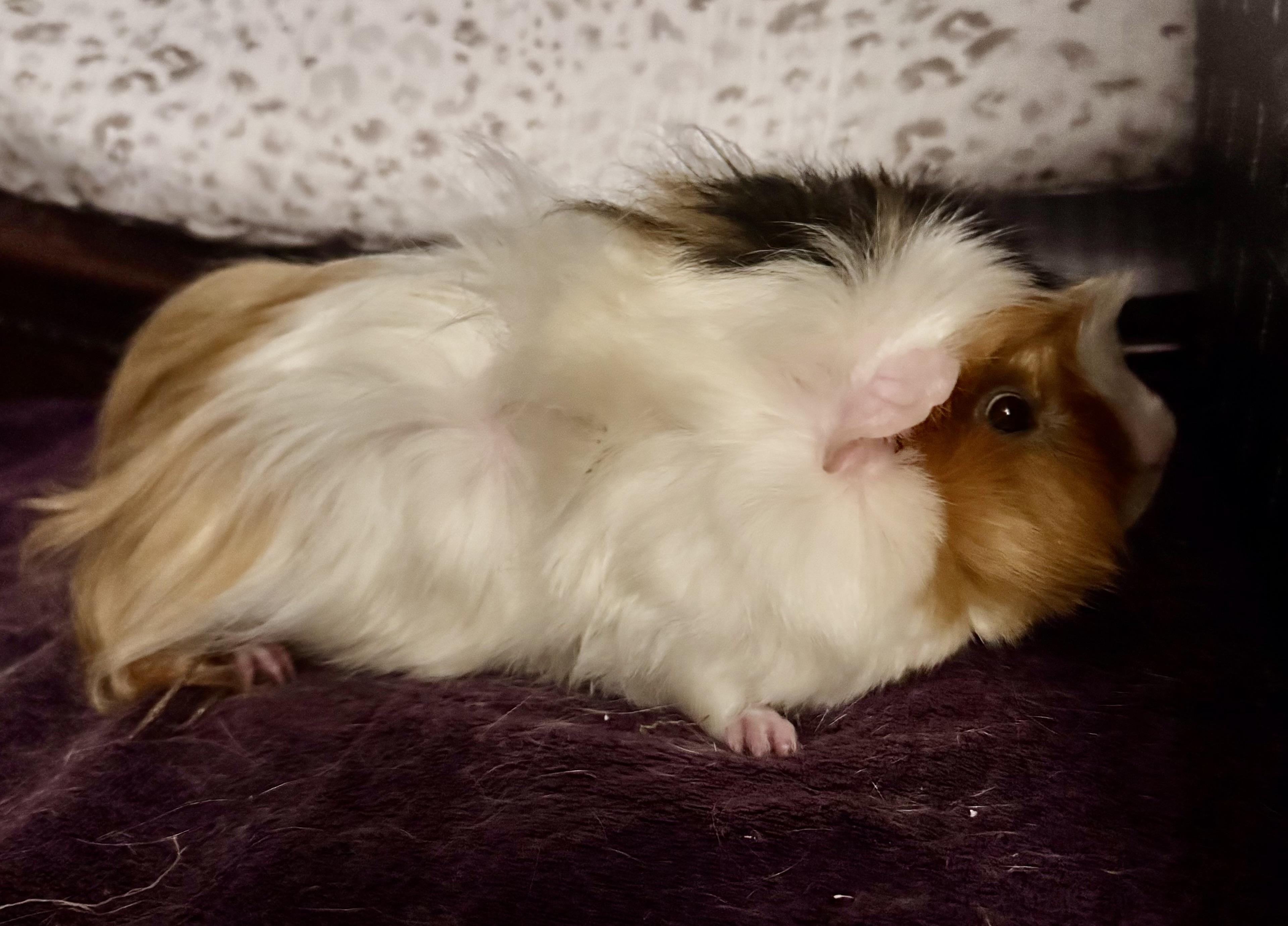 Enlarge Popcorn & Butters, an adopted Peruvian in Andover, CT image 4/6