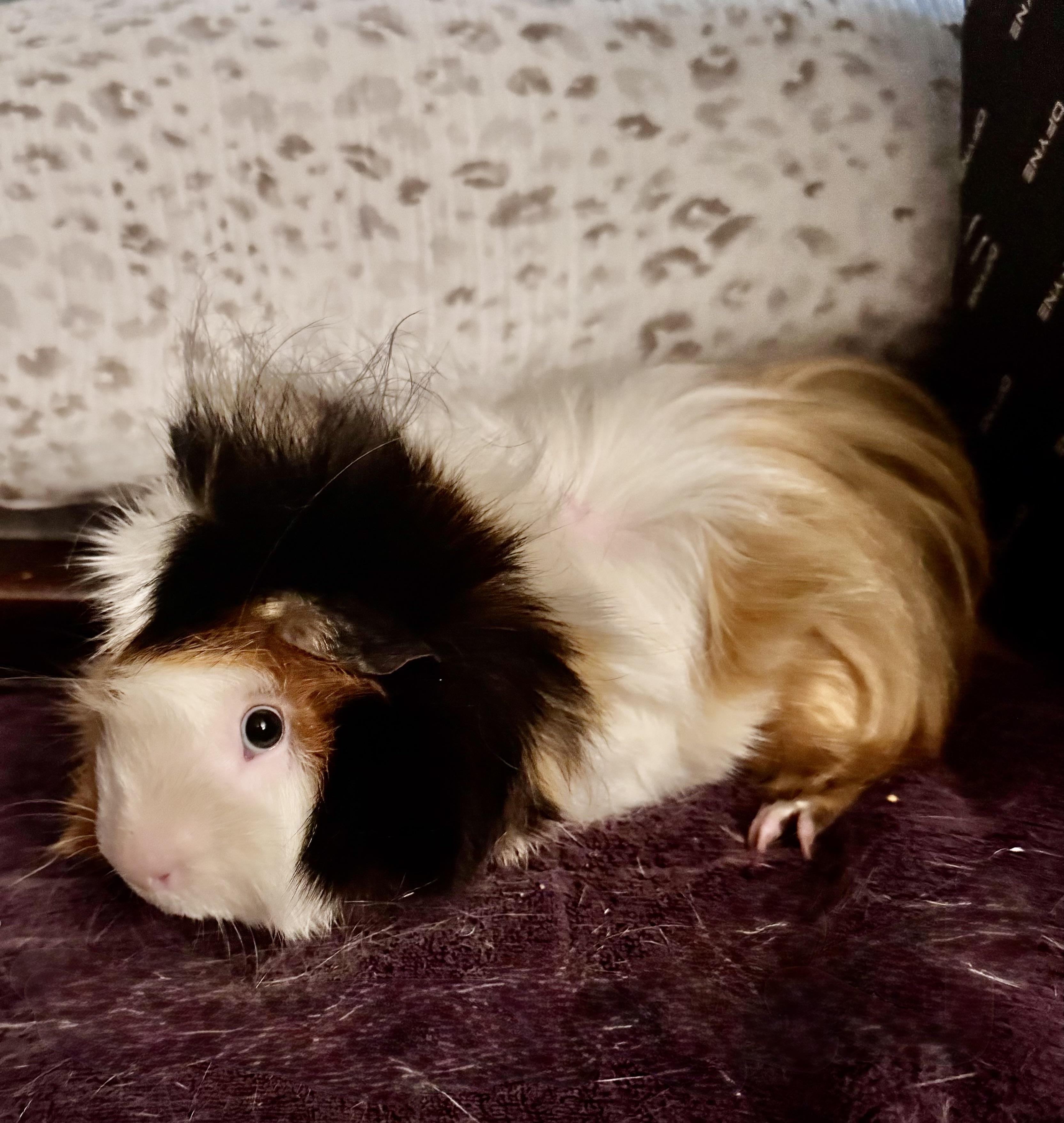 Popcorn & Butters, adopted, Young Male Peruvian.