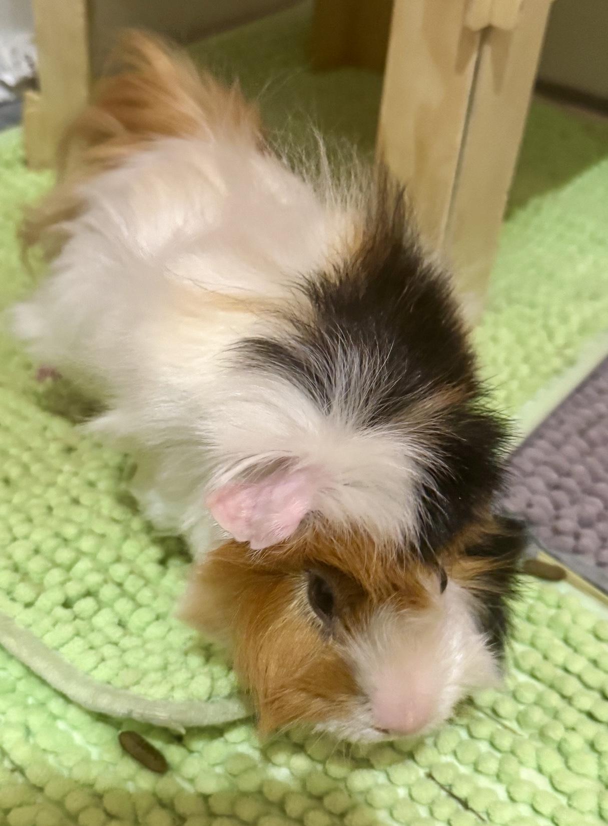 Enlarge Popcorn & Butters, an adopted Peruvian in Andover, CT image 5/6