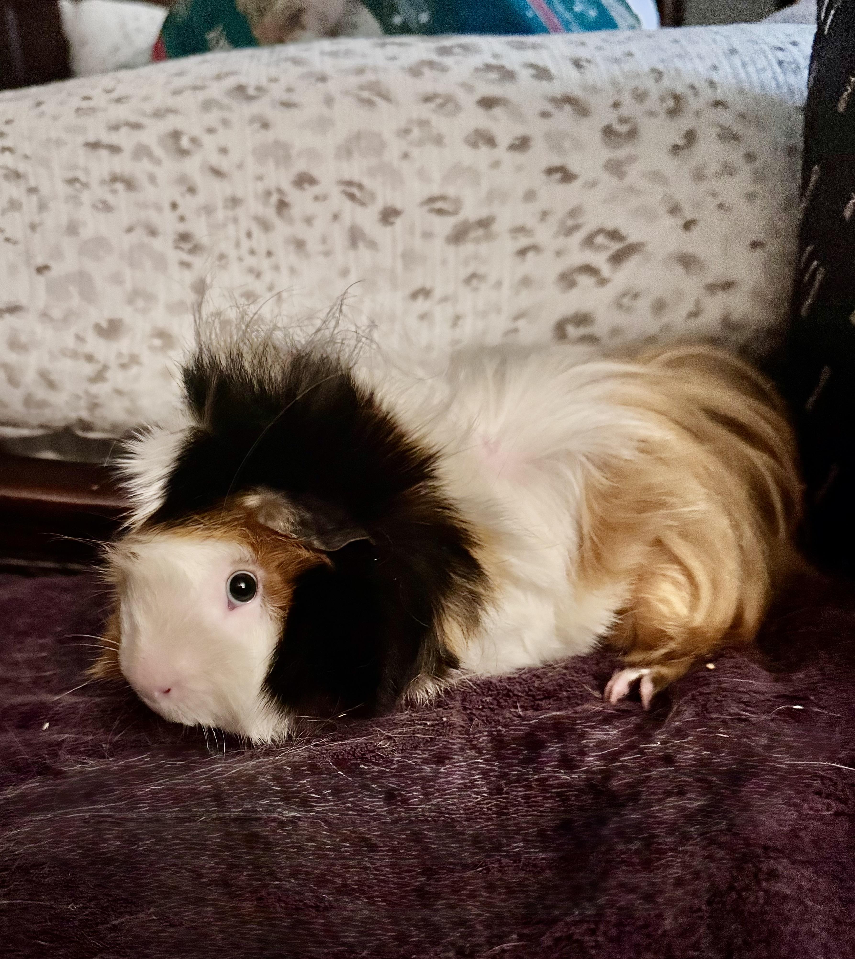 Enlarge Popcorn & Butters, an adopted Peruvian in Andover, CT image 6/6