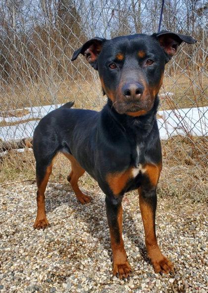 Precious (7114), Adoptable, Adult Female Rottweiler.