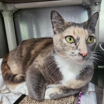 Enlarge Dorset, a Adoptable Domestic Short Hair in Honesdale, PA image 2/3