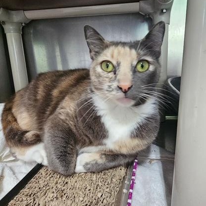 Enlarge Dorset, a Adoptable Domestic Short Hair in Honesdale, PA image 3/3