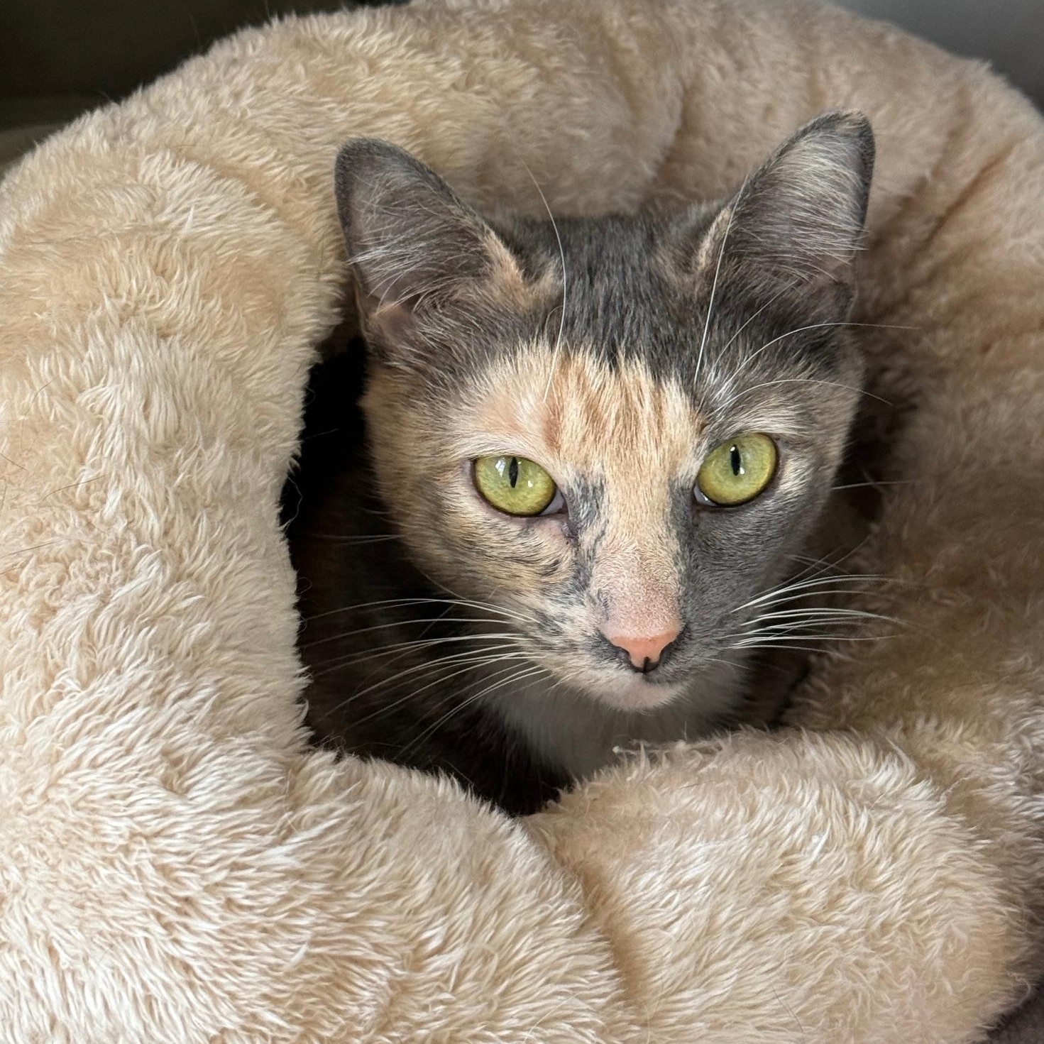 Enlarge Dorset, a Adoptable Domestic Short Hair in Honesdale, PA image 1/3