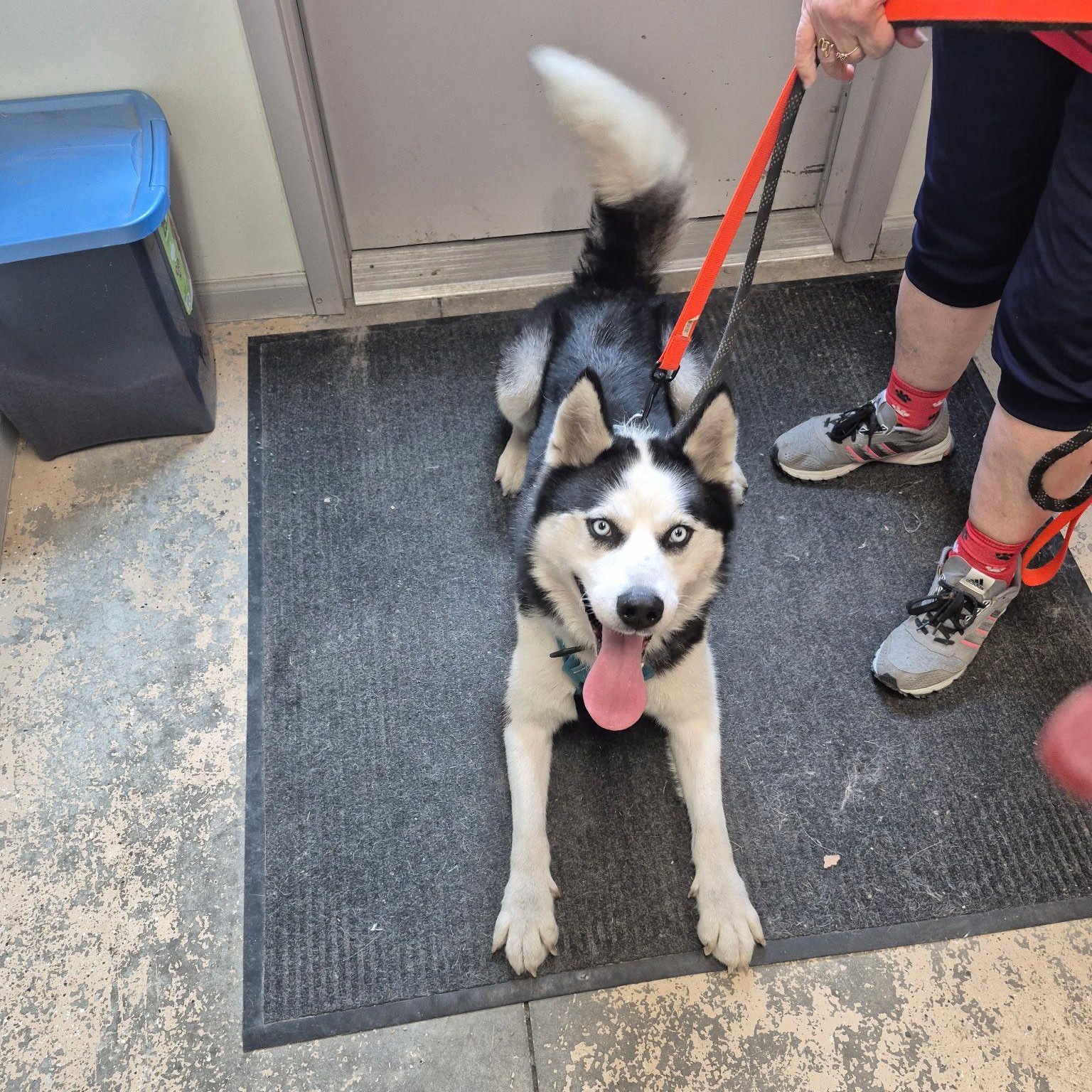 Thor, an adoptable Mixed Breed in Saint Marys, PA image 2/2