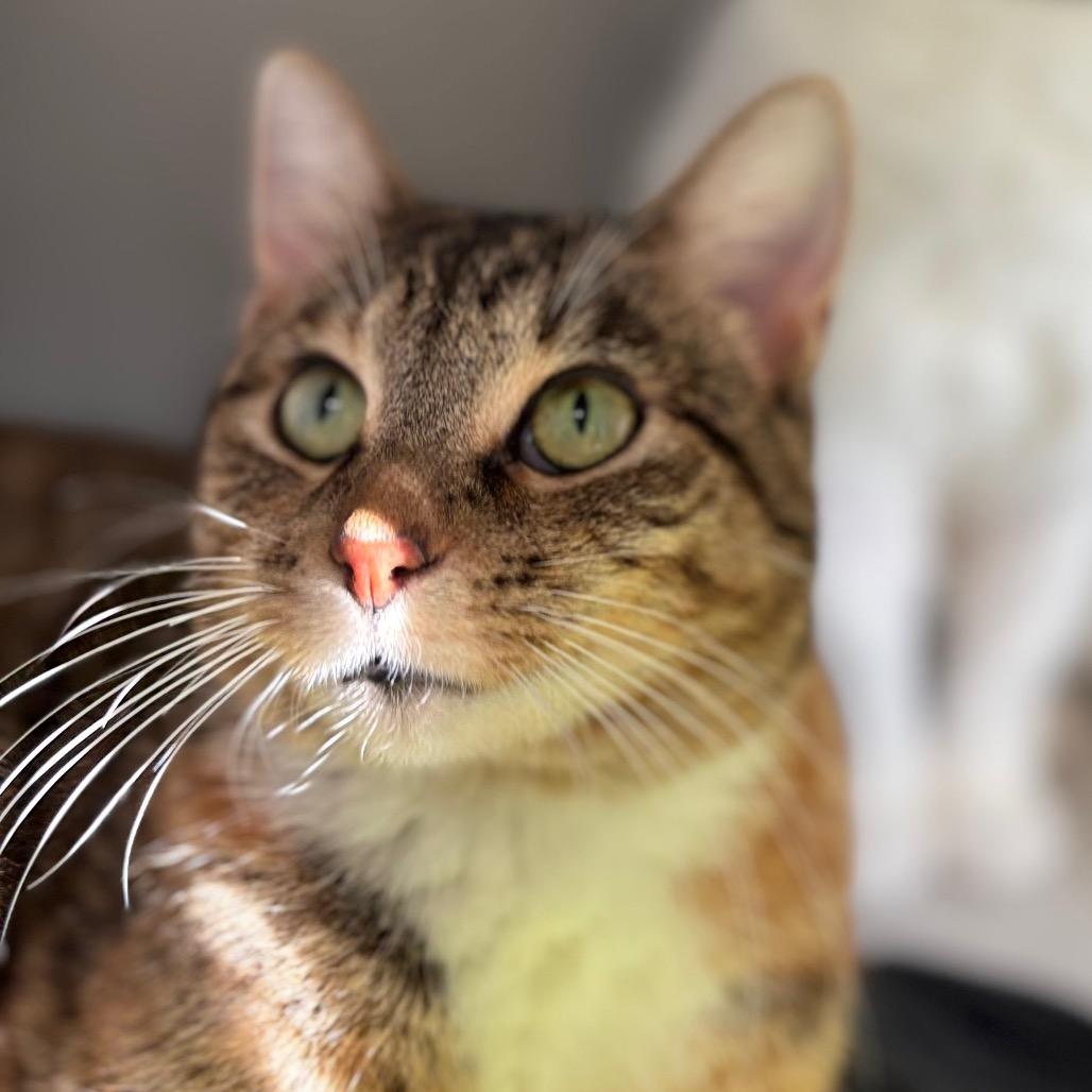 Sweet Pea In A Pod, a Adoptable Domestic Short Hair in Davenport, IA image 1/6