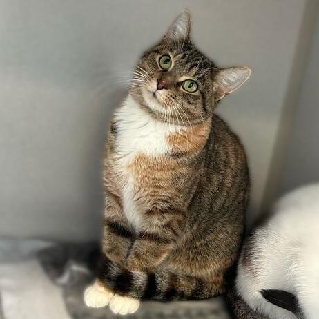 Sweet Pea In A Pod, a Adoptable Domestic Short Hair in Davenport, IA image 2/6