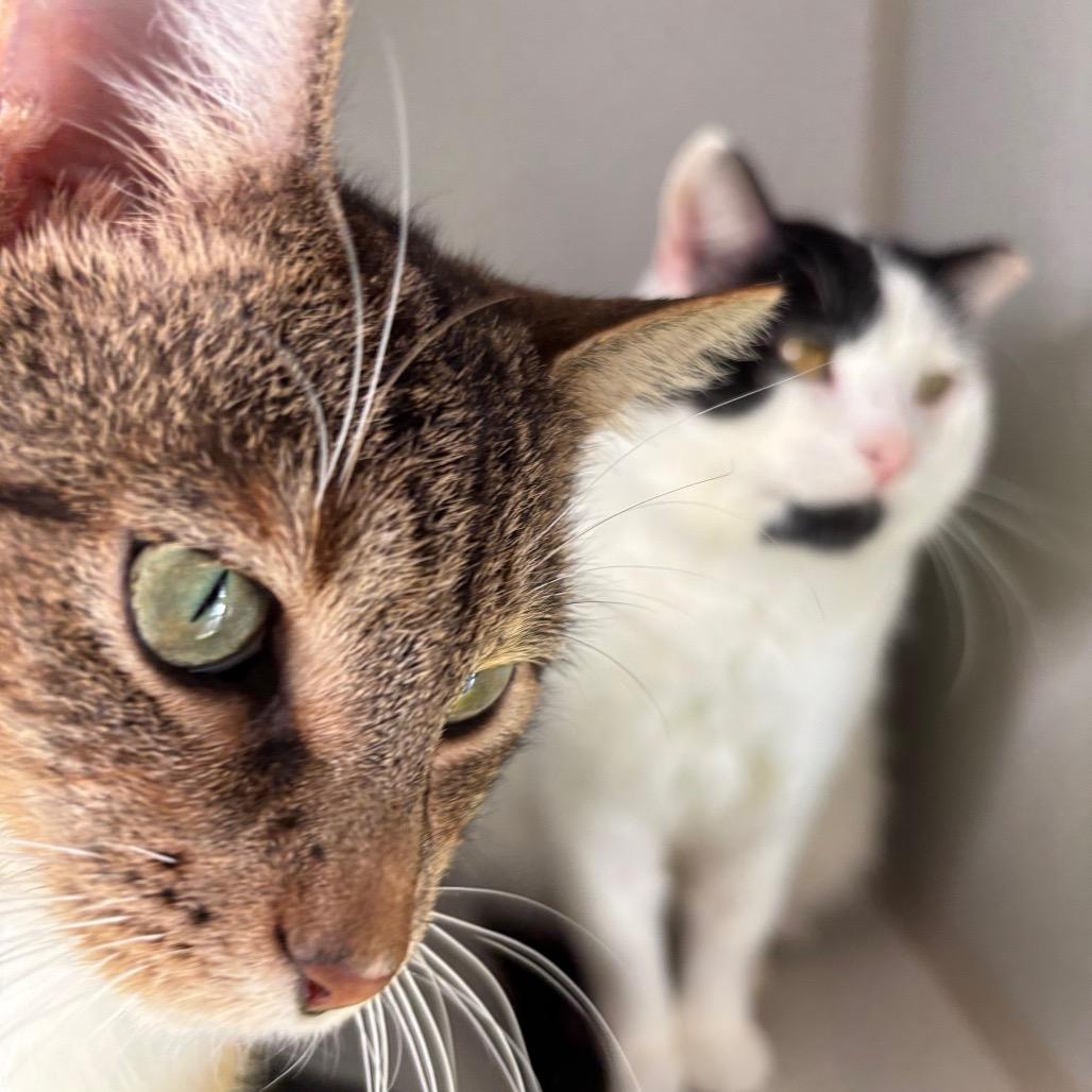 Sweet Pea In A Pod, a Adoptable Domestic Short Hair in Davenport, IA image 3/6