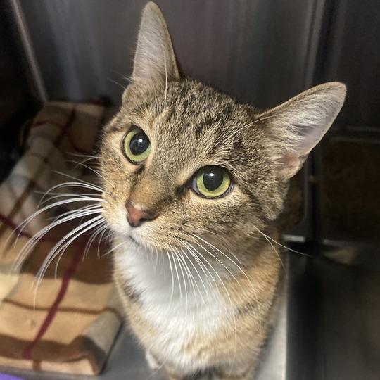 Sweet Pea In A Pod, a Adoptable Domestic Short Hair in Davenport, IA image 4/6