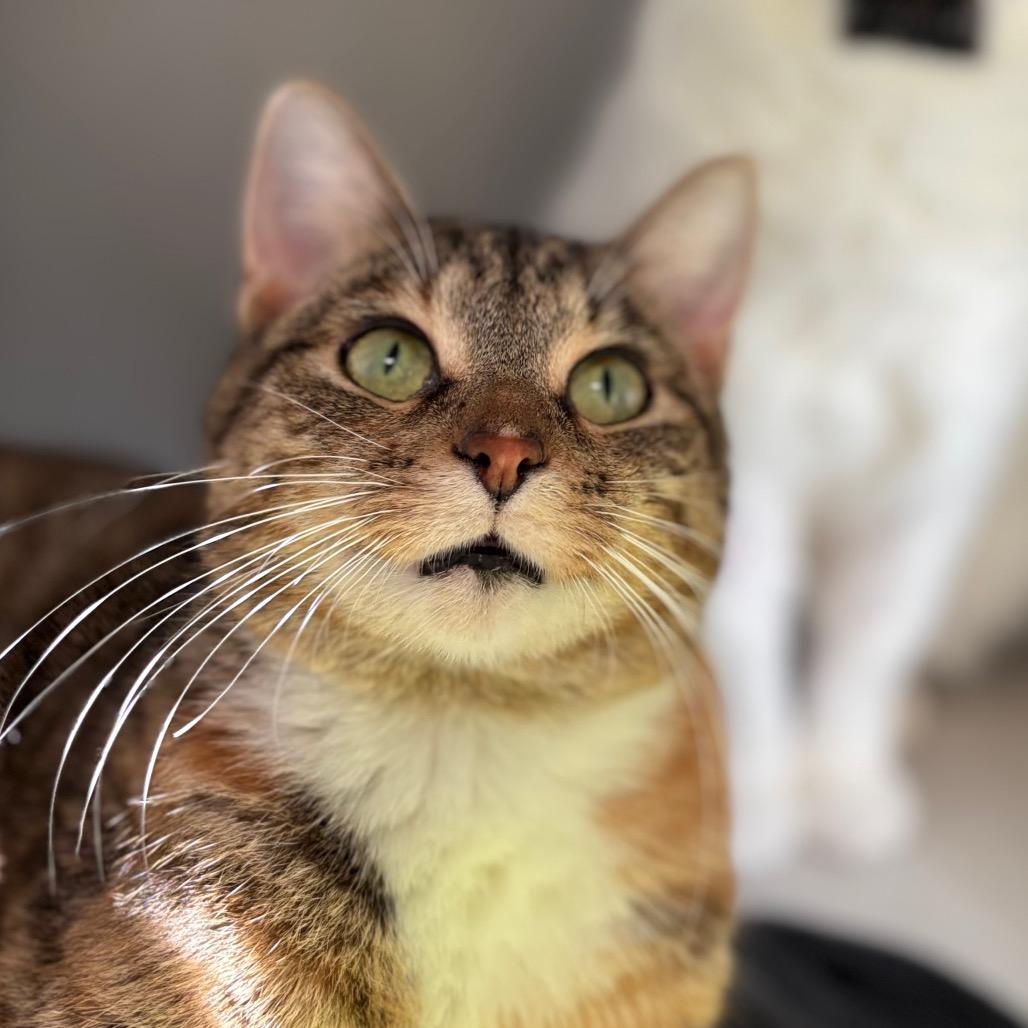 Sweet Pea In A Pod, a Adoptable Domestic Short Hair in Davenport, IA image 5/6