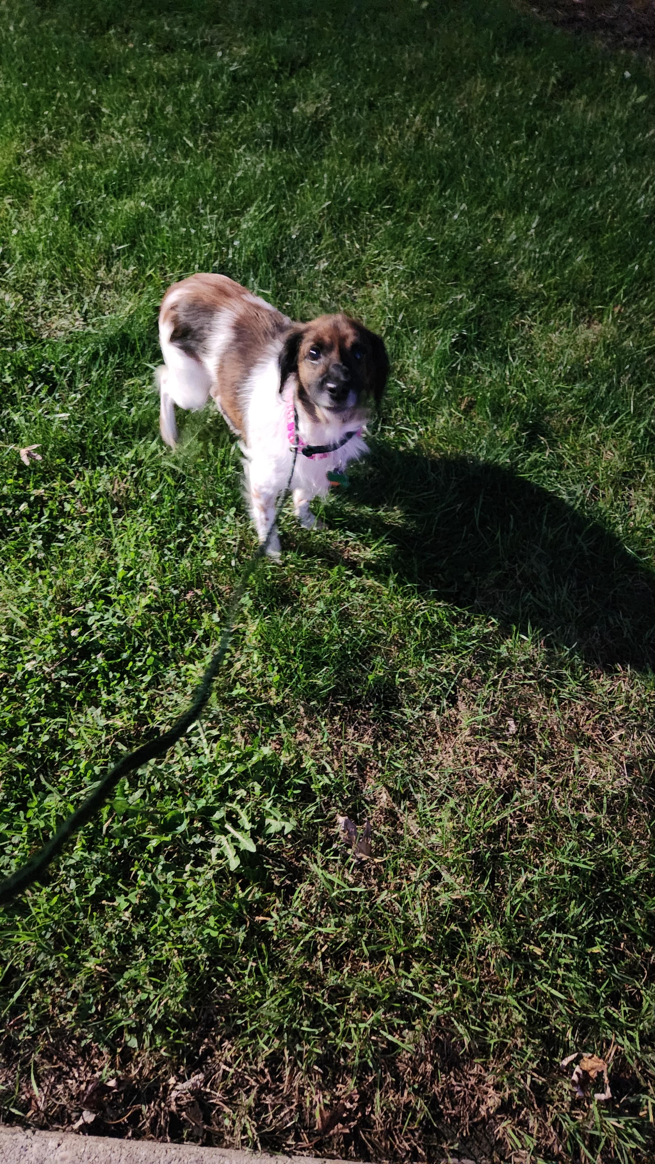 Enlarge Nana, a Adoptable mixed breed in Aurora, IL image 3/4