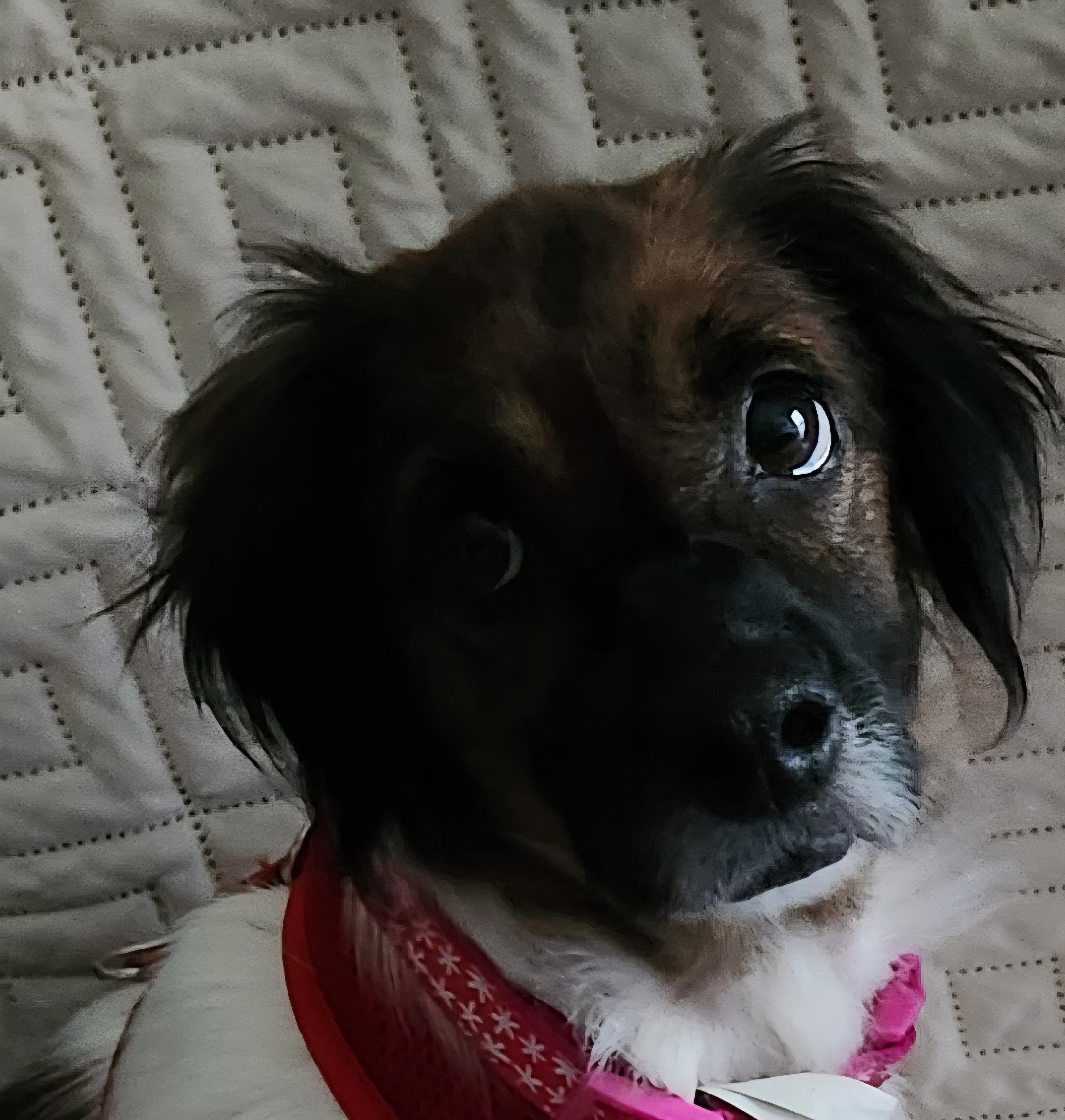 Enlarge Nana, a Adoptable mixed breed in Aurora, IL image 2/4