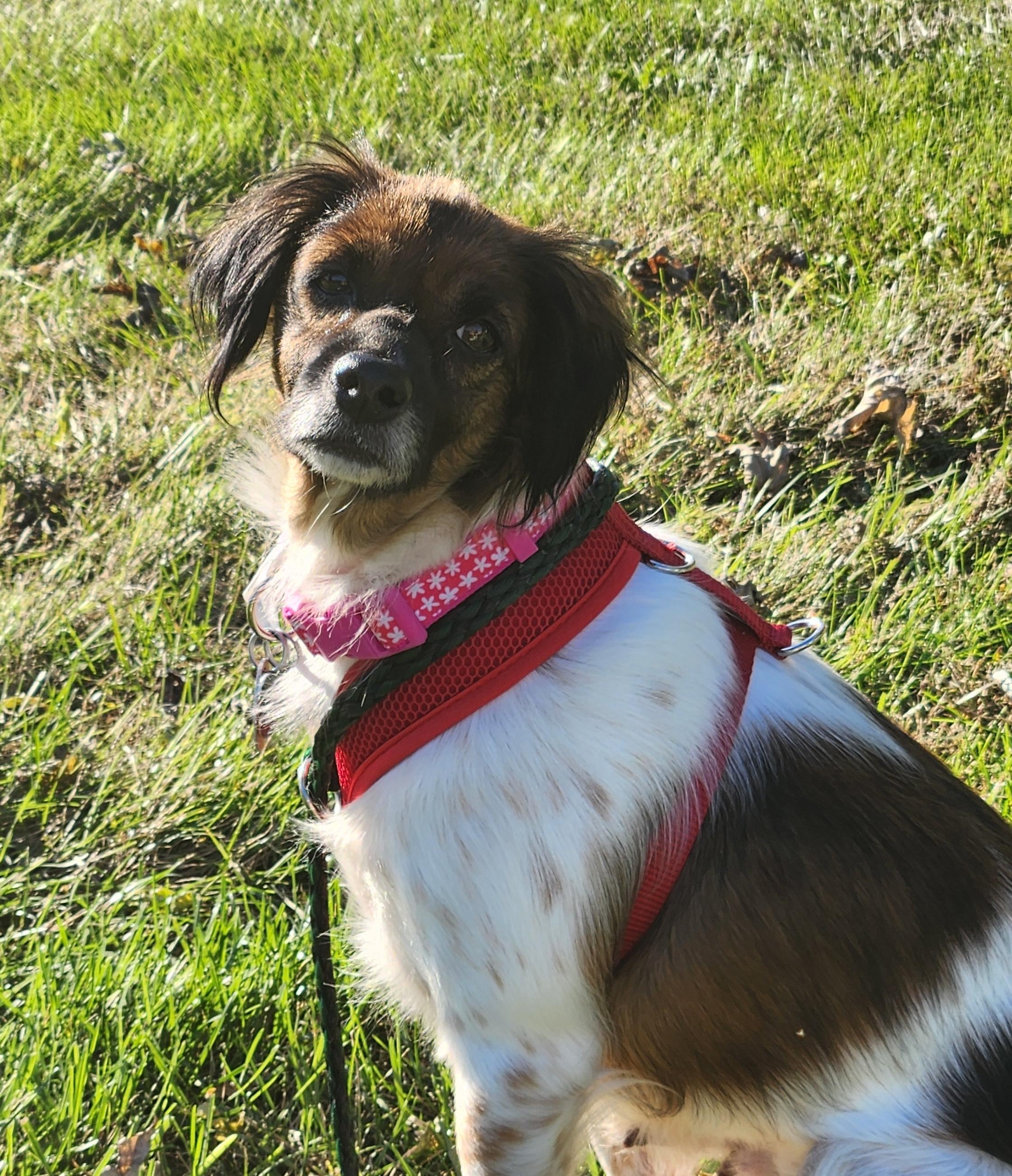 Nana, Adoptable, Adult Female Australian Shepherd.