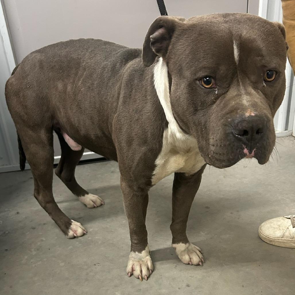 Yoshi, Adoptable, Adult Male Pit Bull Terrier.