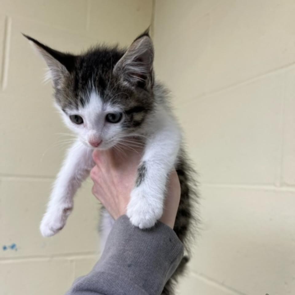 Beagle, Adoptable, Adult Male Domestic Short Hair.