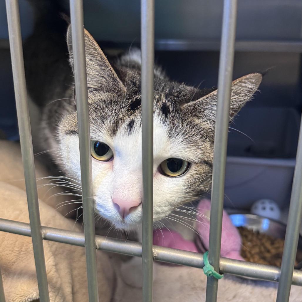 Enlarge Beagle, a Adoptable Domestic Short Hair in South Haven, MI image 3/3