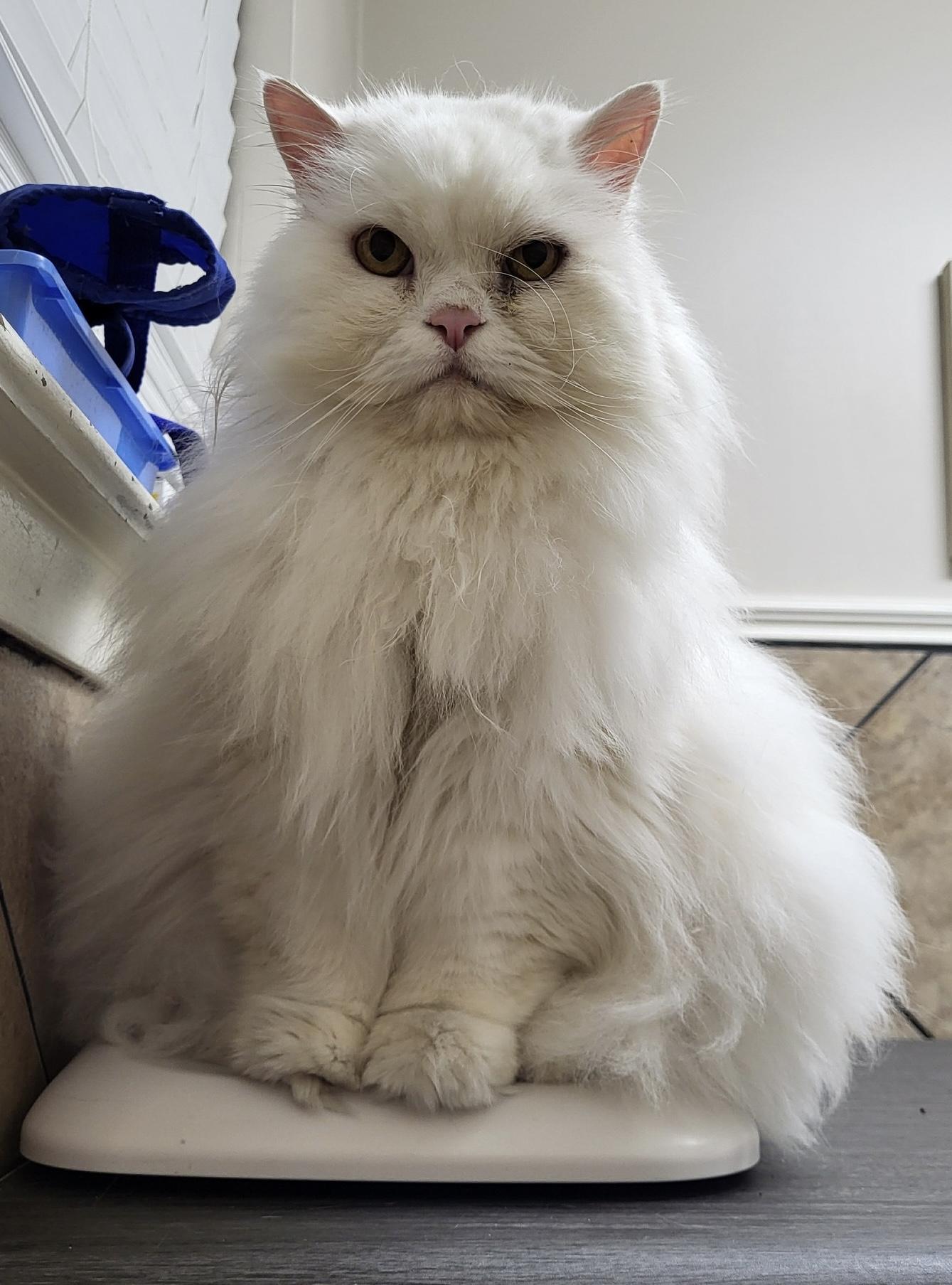 Zubi Zoo thumbnail 2