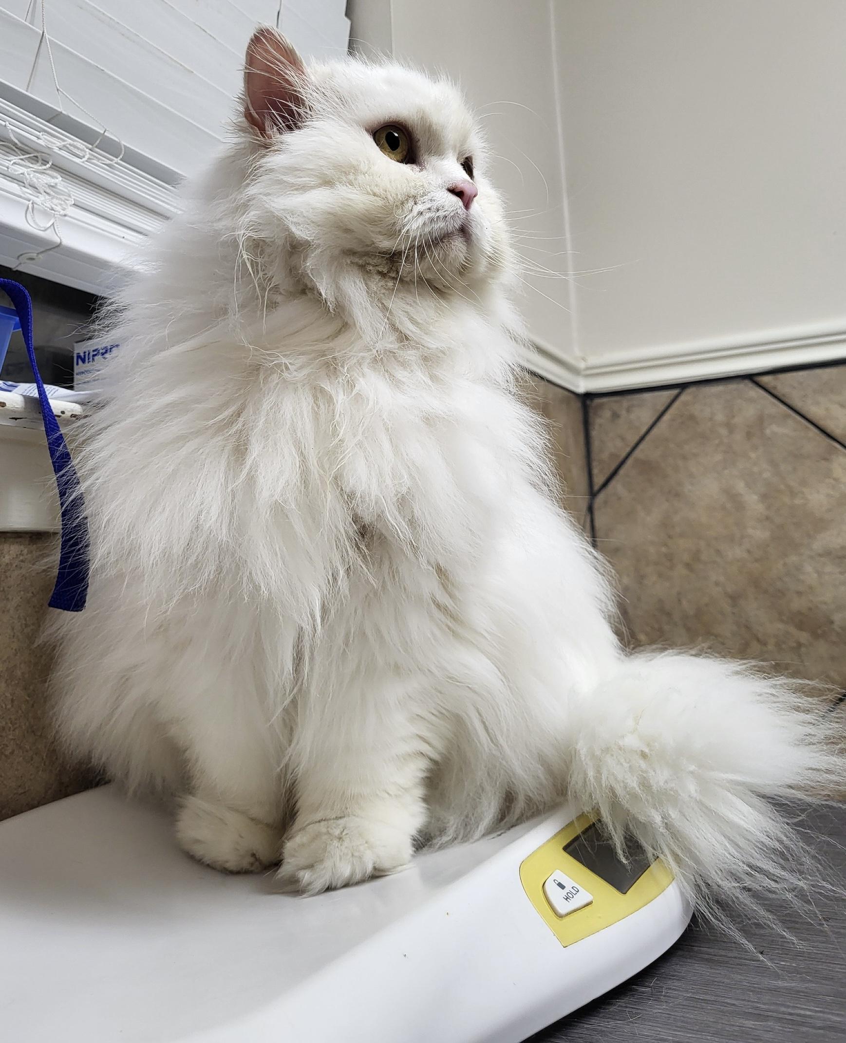 Zubi Zoo thumbnail 3