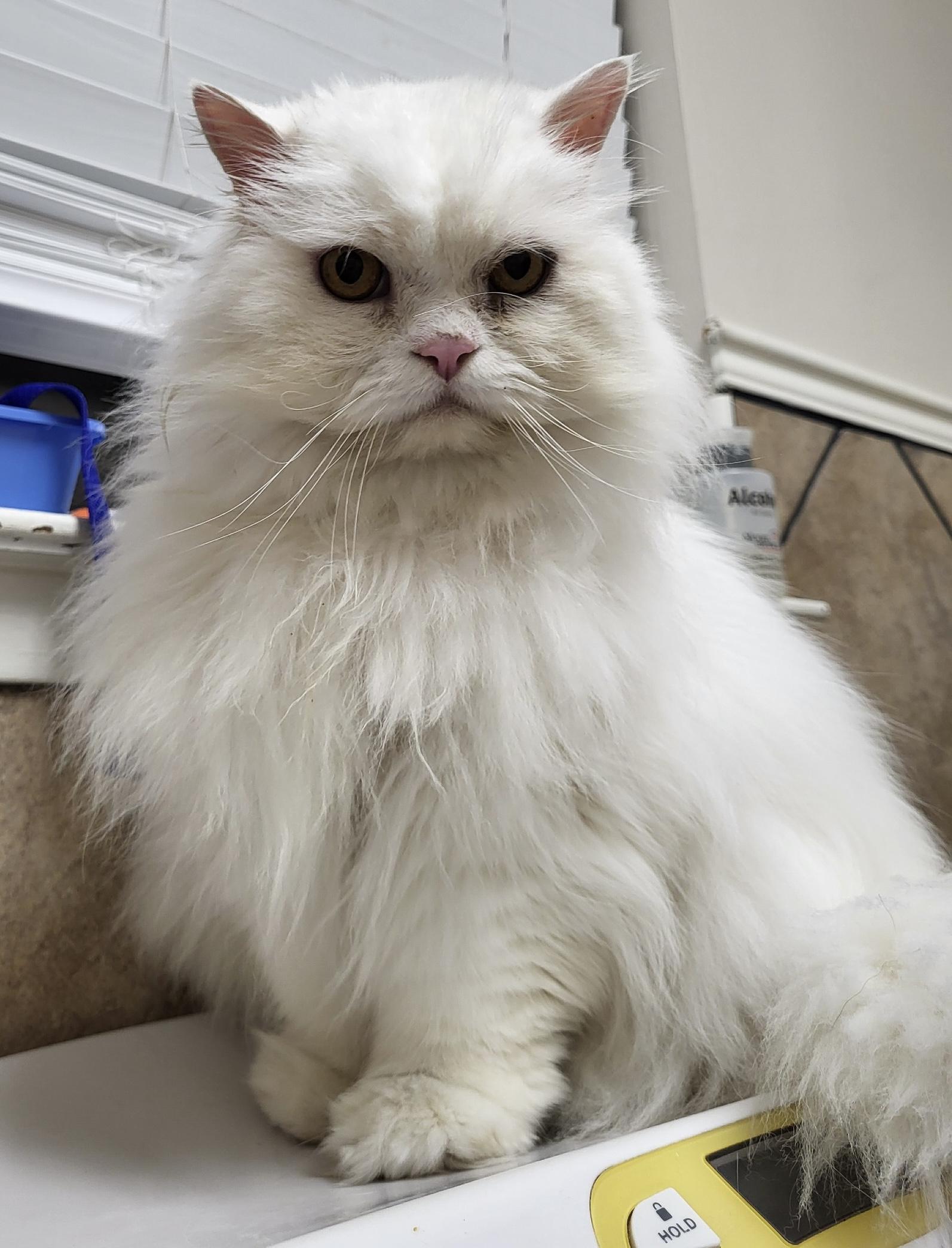 Zubi Zoo thumbnail 4