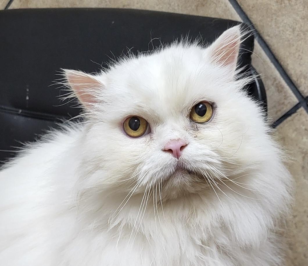 Zubi Zoo thumbnail 5