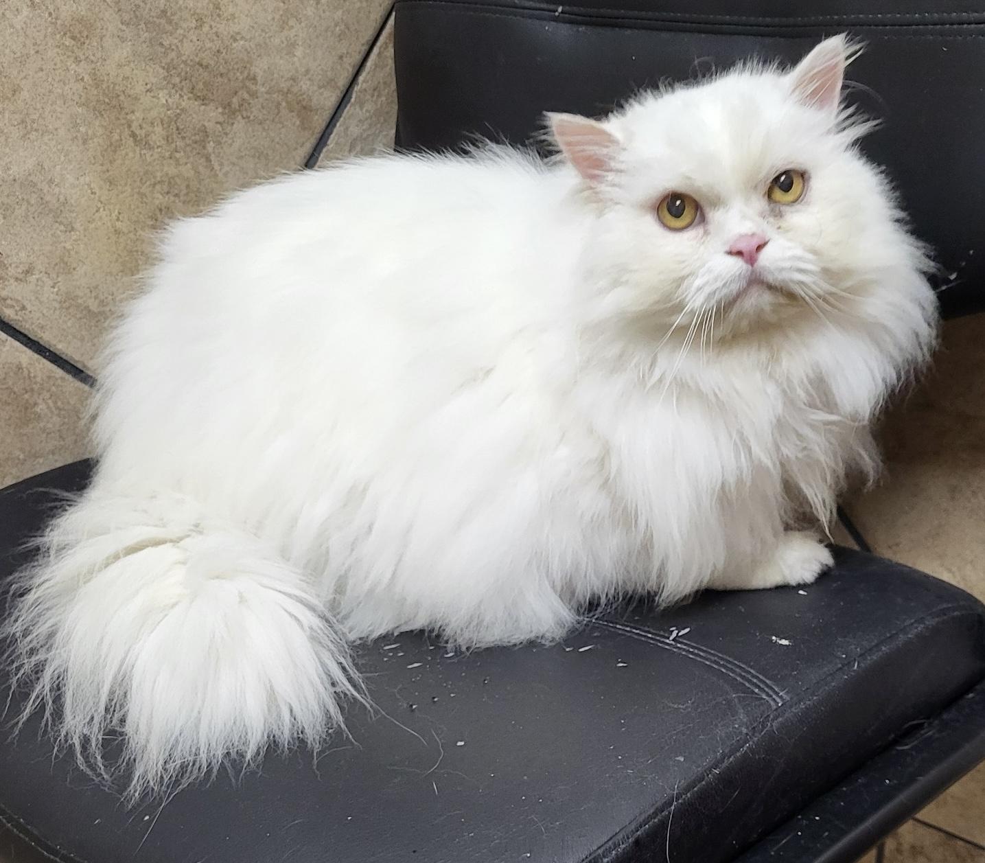 Zubi Zoo thumbnail 6