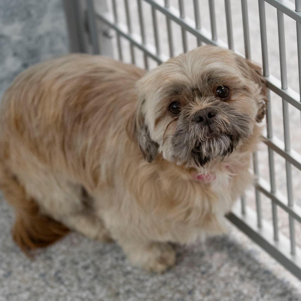 Etna (AG25-146), Adoptable, Adult Female Shih Tzu.