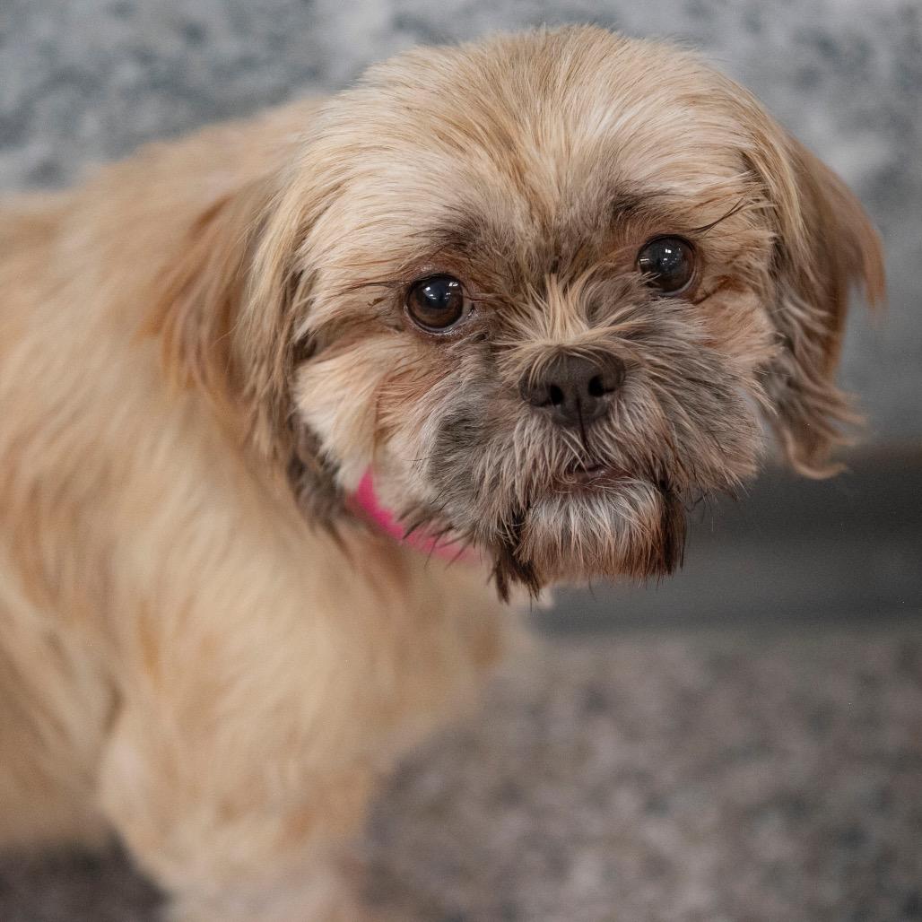 Etna (AG25-146), a Adoptable Shih Tzu in Bendena, KS image 2/6