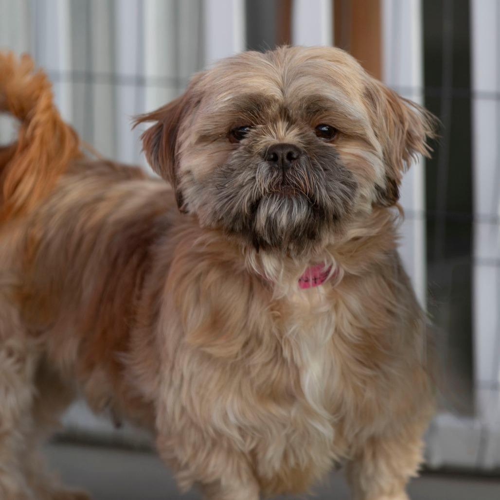 Etna (AG25-146), a Adoptable Shih Tzu in Bendena, KS image 3/6