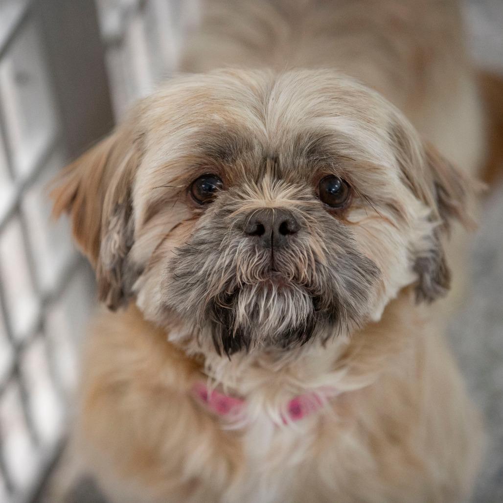 Etna (AG25-146), a Adoptable Shih Tzu in Bendena, KS image 4/6