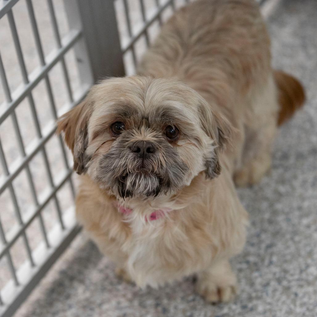 Etna (AG25-146), a Adoptable Shih Tzu in Bendena, KS image 5/6