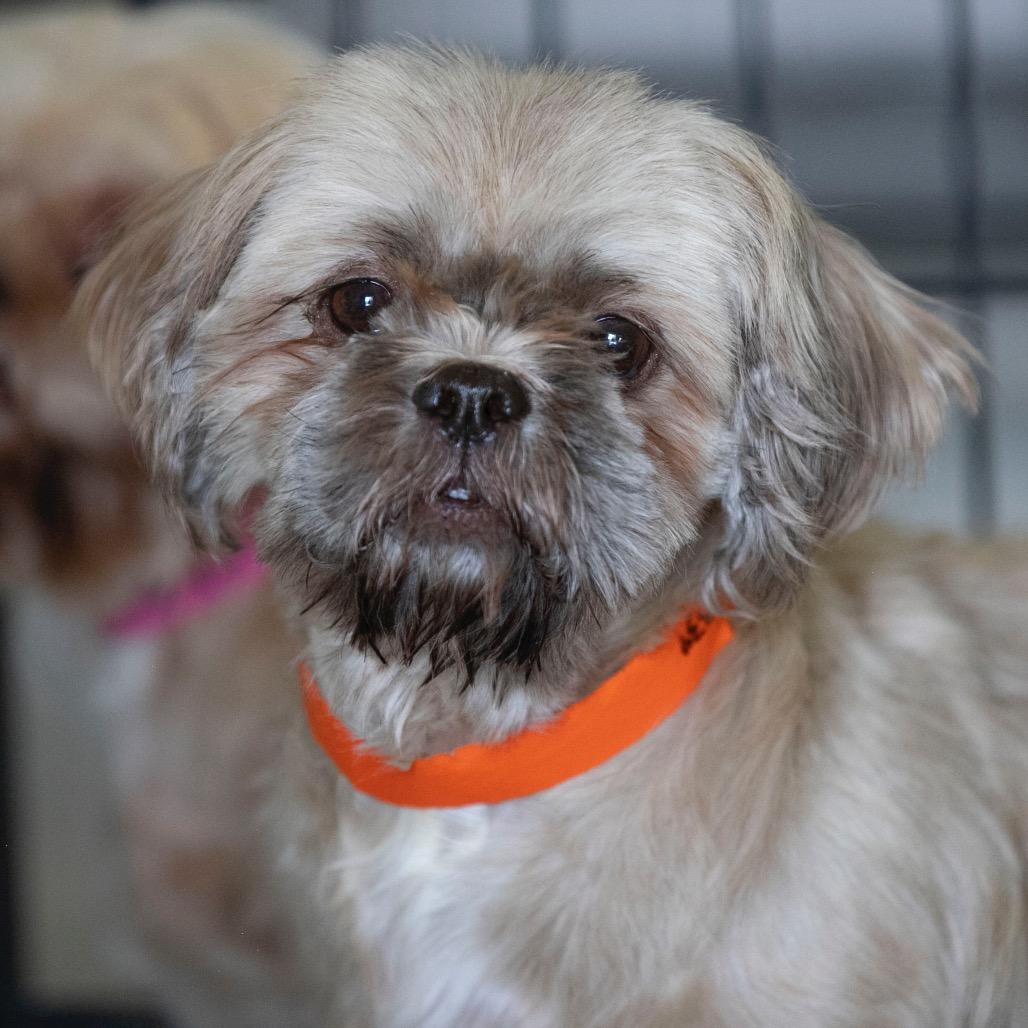 Etna (AG25-146), a Adoptable Shih Tzu in Bendena, KS image 6/6