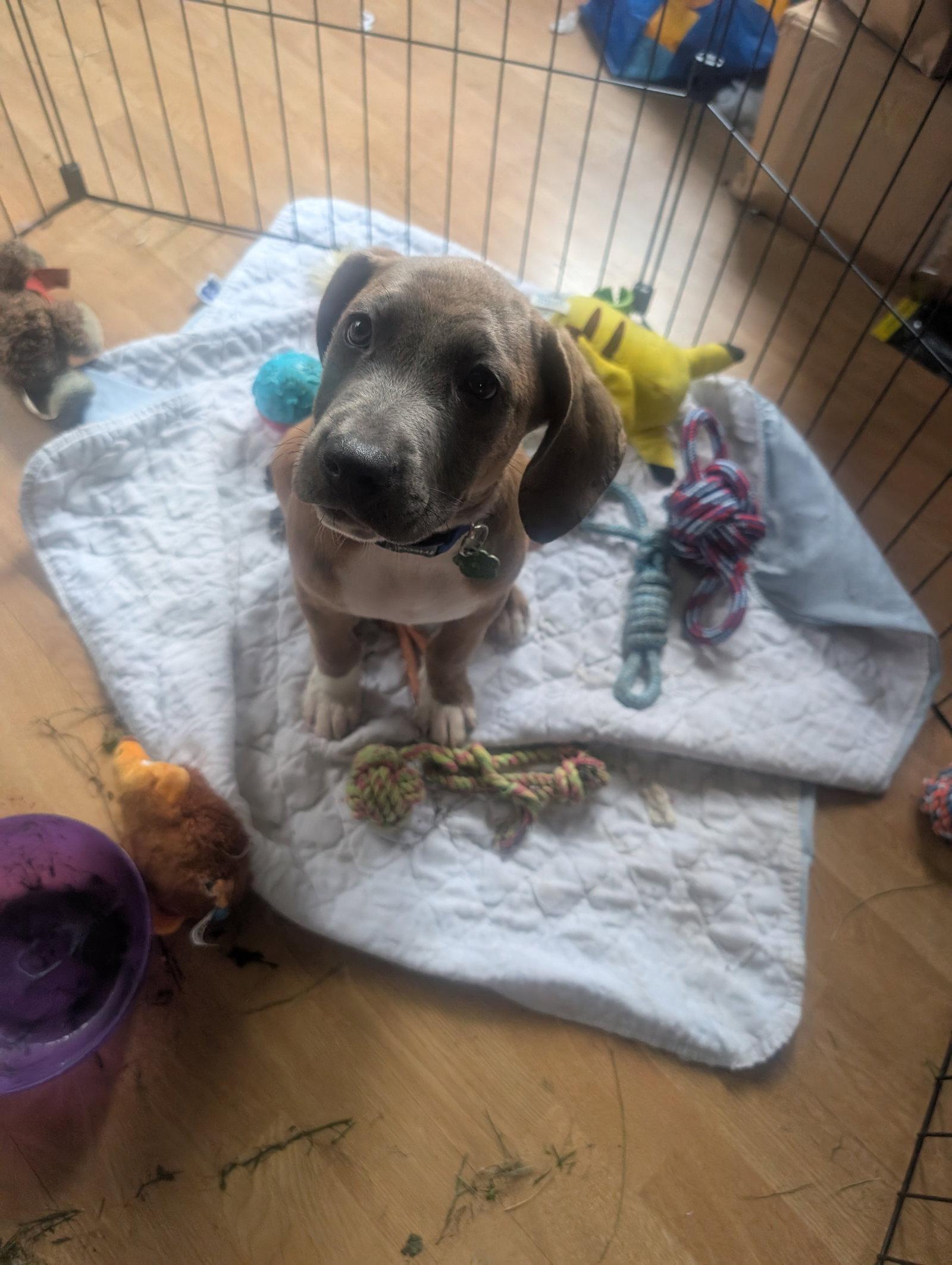 Allen, Adoptable, Puppy Male Shepherd & Pit Bull Terrier.