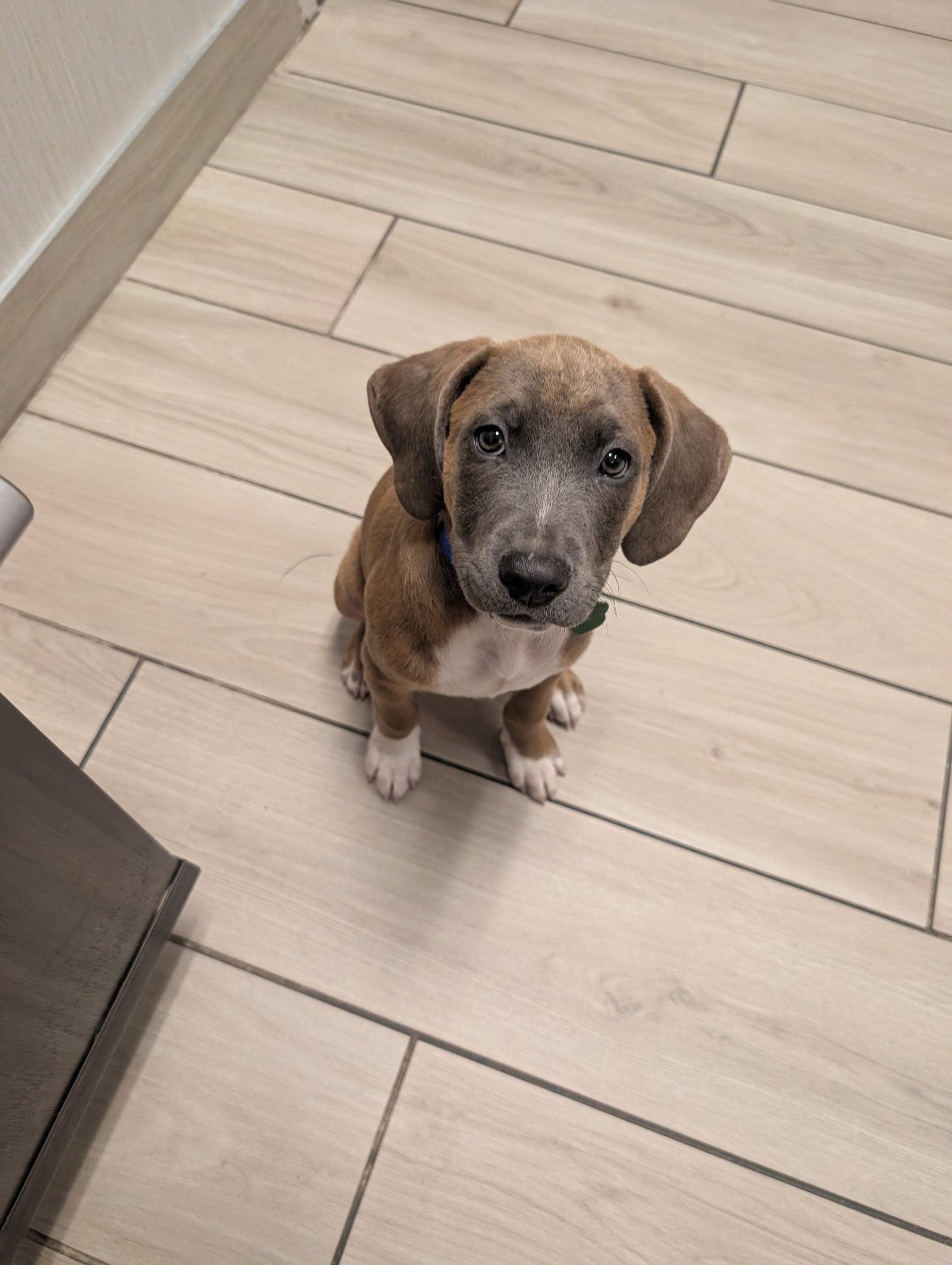 Enlarge Allen, a Adoptable mixed breed in Tonawanda, NY image 2/3