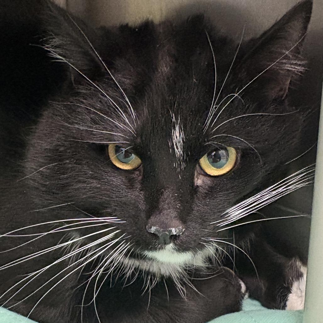 Enlarge Karel, a Adoptable Domestic Short Hair in Warren, PA image 1/2