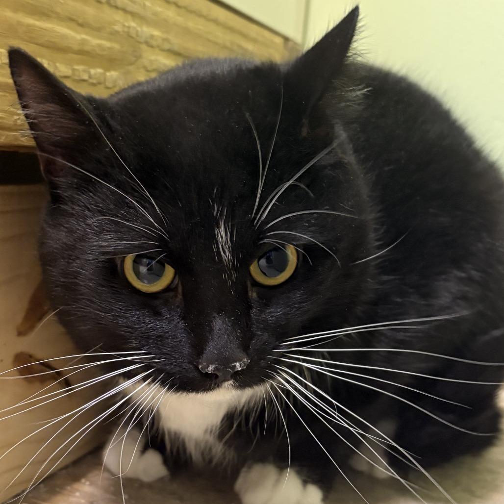 Enlarge Karel, a Adoptable Domestic Short Hair in Warren, PA image 2/2