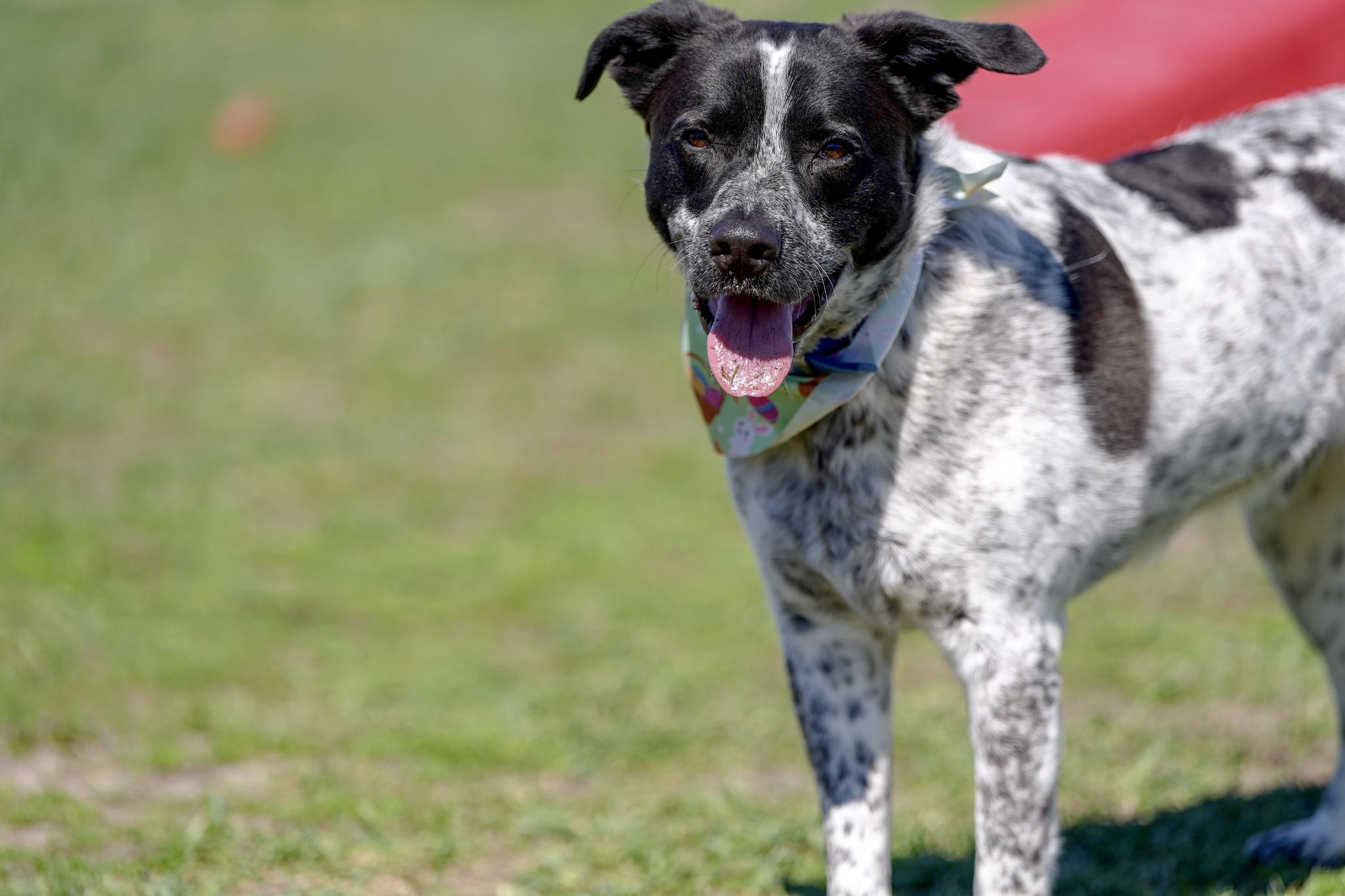 Enlarge Roofis, an adoptable Mixed Breed in Davenport, IA image 1/5