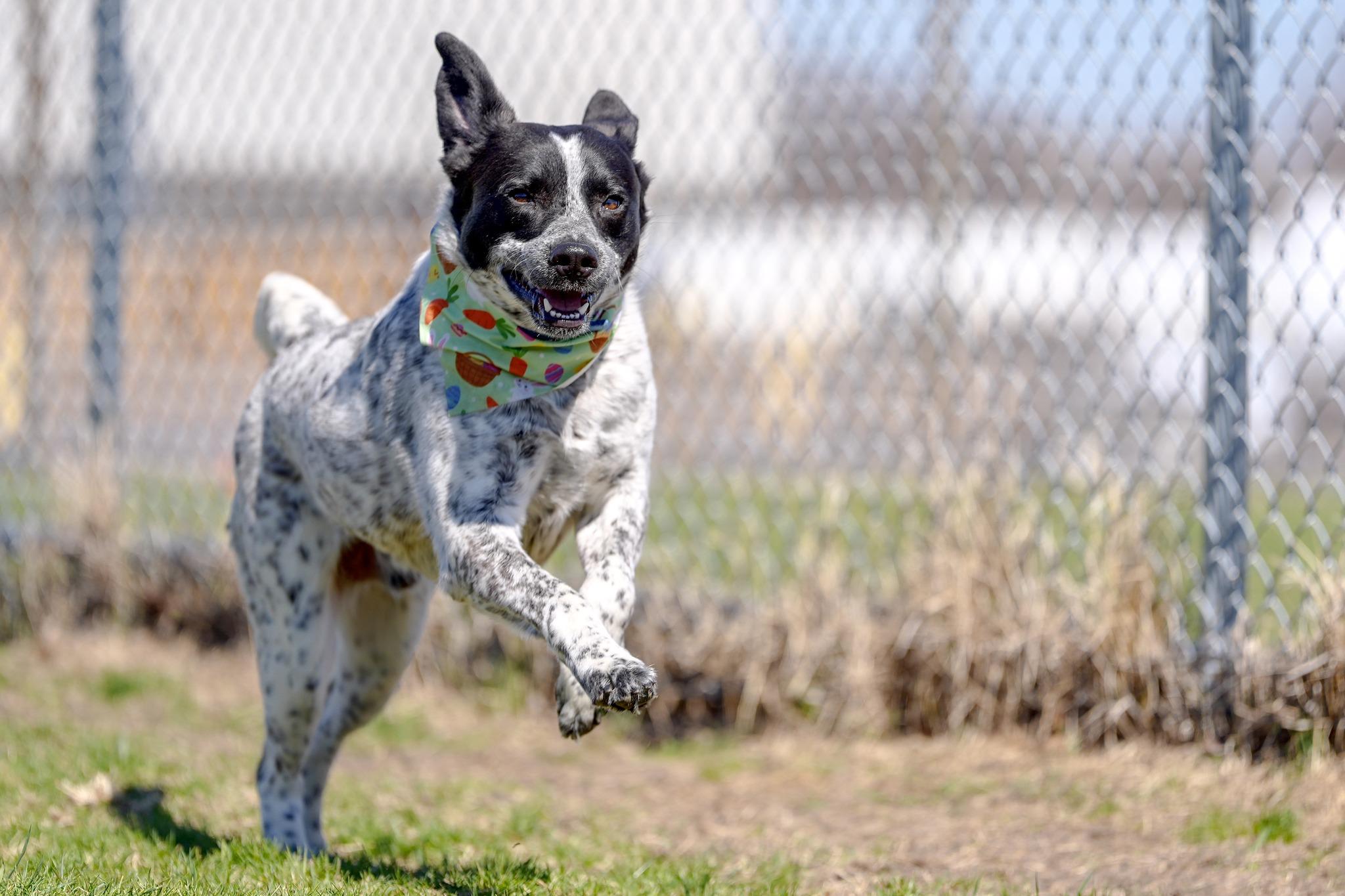 Enlarge Roofis, an adoptable Mixed Breed in Davenport, IA image 3/5