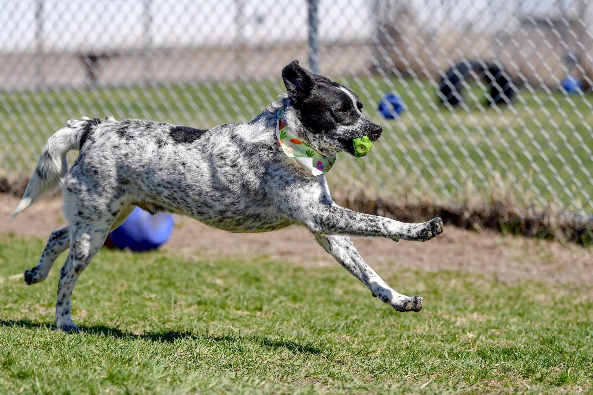 Enlarge Roofis, an adoptable Mixed Breed in Davenport, IA image 5/5