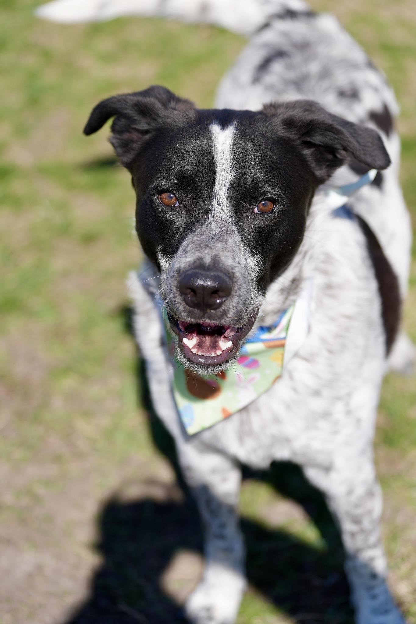 Enlarge Roofis, an adoptable Mixed Breed in Davenport, IA image 4/5
