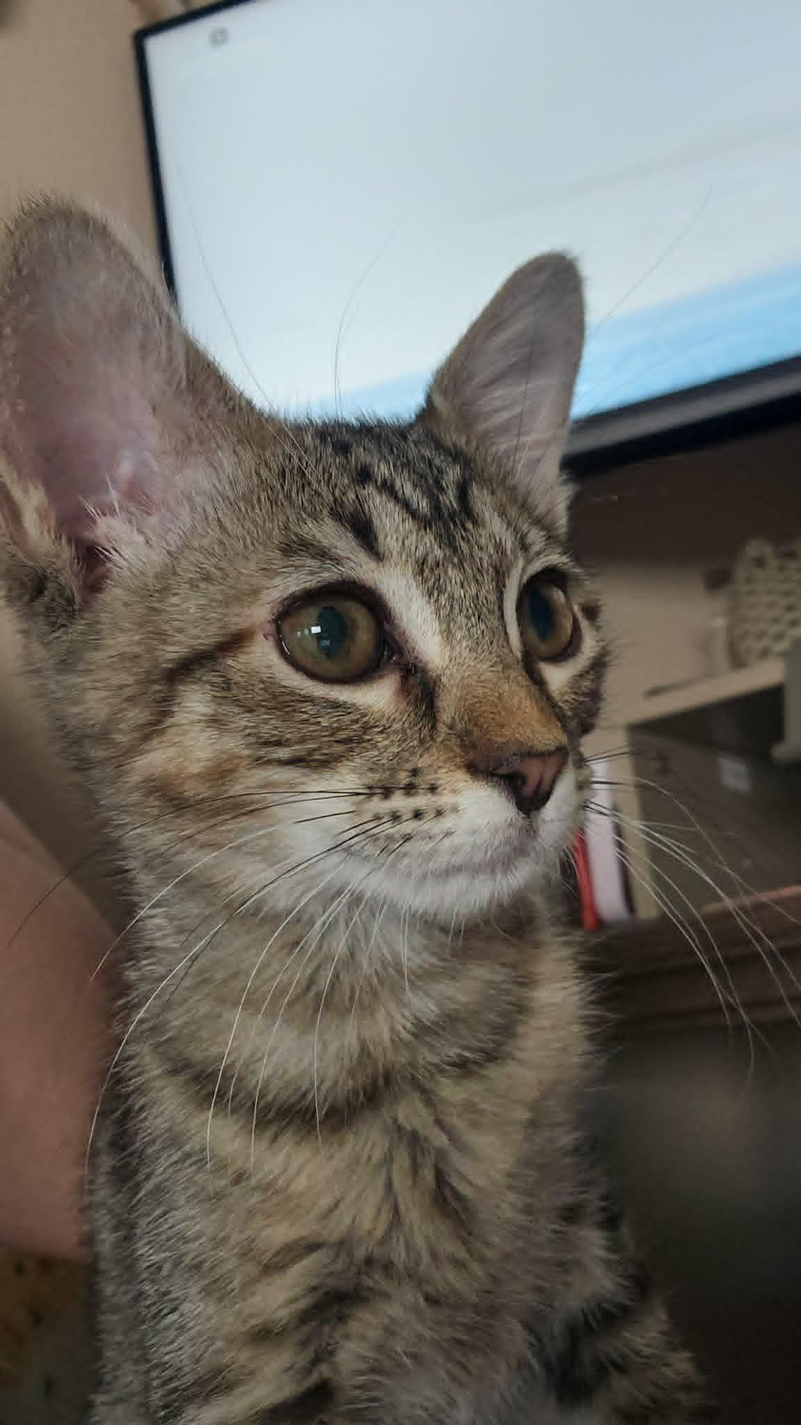 Enlarge Ruby Rue, a Adoptable Domestic Short Hair in Mansfield, TX image 1/1