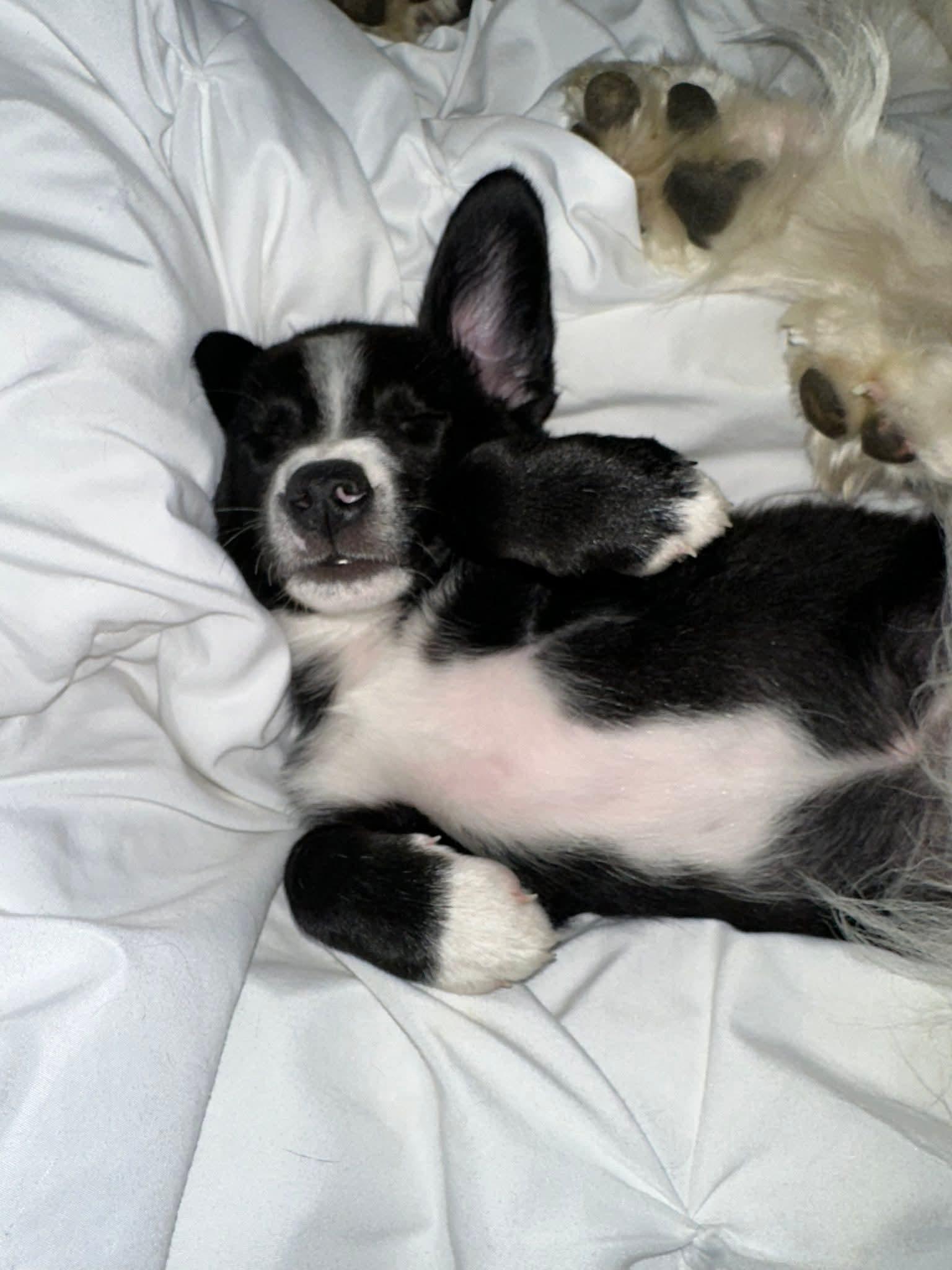 Millie/ Pup A Grey, Adoptable, Puppy Female Rough Collie & Beagle.